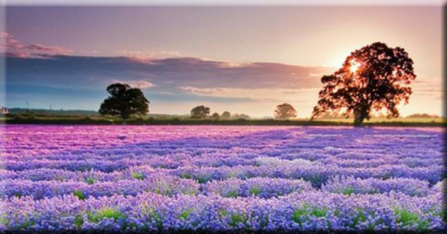 Lavender - Relaxing Landscapes