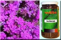 Vertib 04 Verbena