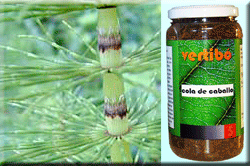 Vertib 05 Horsetail