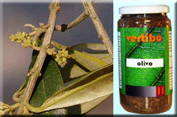 Vertib 11 Olivo