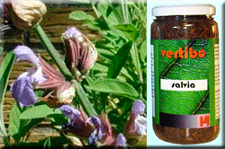 Vertib 14 Salvia