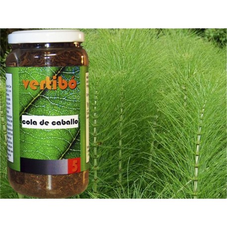 HERBES VERTIBÓ 05 - CUA DE CAVALL PETITA